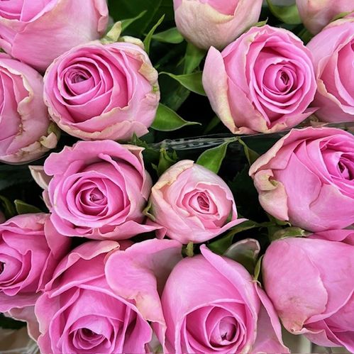 ROS HEIDI LJUSROSA 50-60CM NL