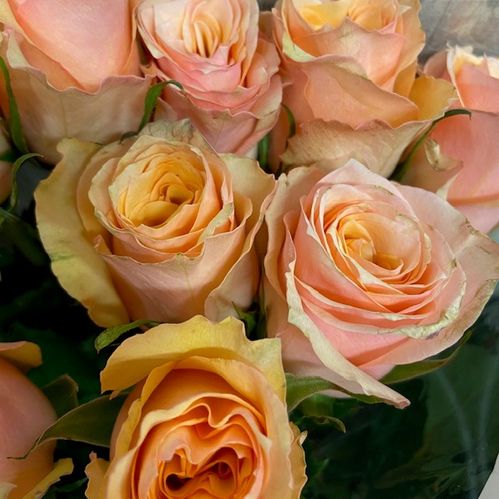 ROS PERFECT PEACH 60CM KE