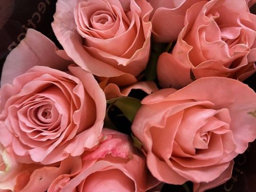 ROS BE SWEET ROSA 60CM KE