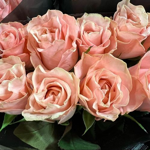 ROS BE SWEET ROSA 50CM KE