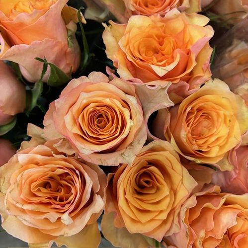 ROS PERFECT PEACH 50CM KE