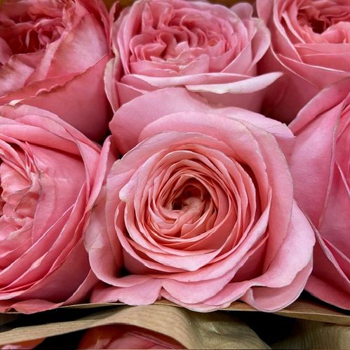 ROS PINK X-PRESSION ROSA UHURU 50 CM