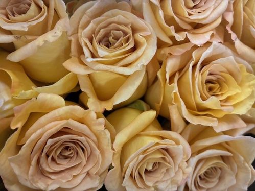 ROS HONEY PIE 50 CM