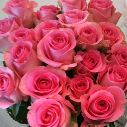 ROS REVIVAL ROSA 60CM KE