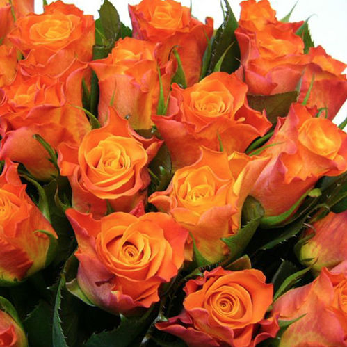 ROS MARIYO ORANGE 60CM KE
