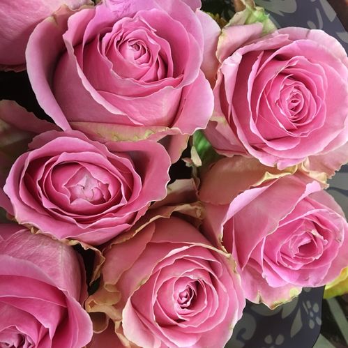 ROS WHAM ROSA 60CM KE