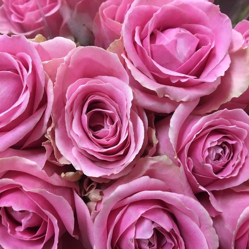 ROS WHAM ROSA 50CM KE
