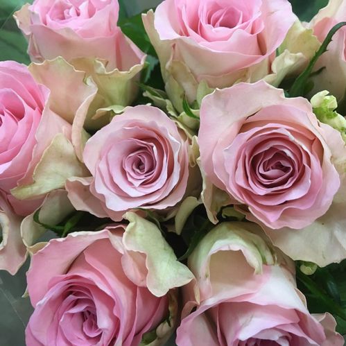 ROS BISOU ROSA 60CM