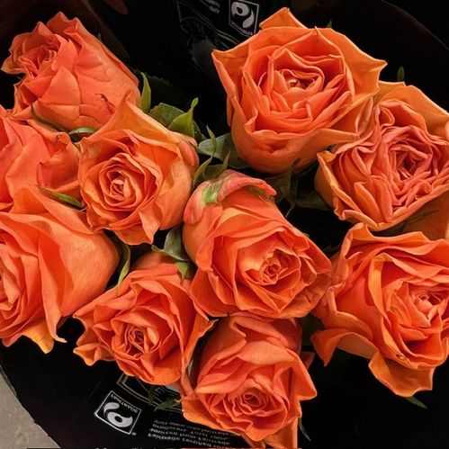 ROS ORANGE WAVE 50CM KE