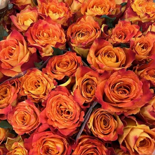 ROS SILANTOI ORANGE 50CM KE