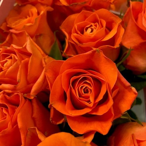 ROS ORANGE WAVE 60CM KE