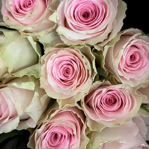 ROS ANDINE  ROSA 60CM