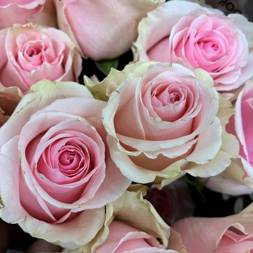 ROS DUCHESSE LJUSROSA 50CM KE