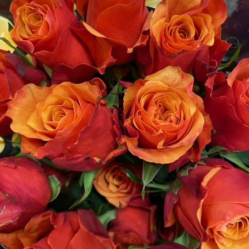 ROS ESPANA ORANGE 60CM