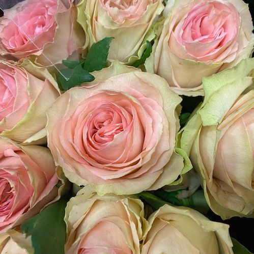 ROS SWEET SWEET ELEGANCE ROSA/CREME