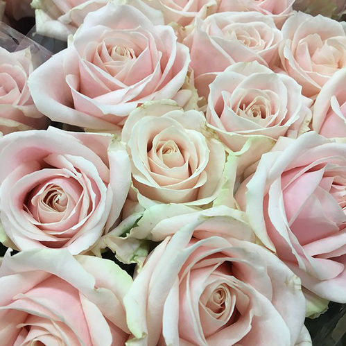 ROS SWEET AVALANCHE ROSA 60CM