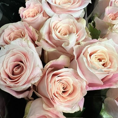 ROS SWEET MANSI ROSA/APRIKOS 60CM KE