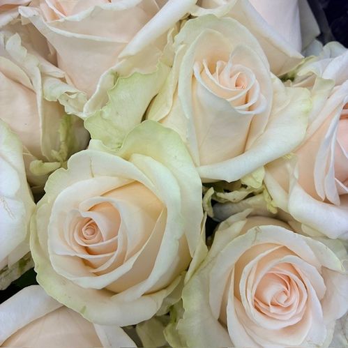ROS SWEET CAROLINE ROSA 60CM