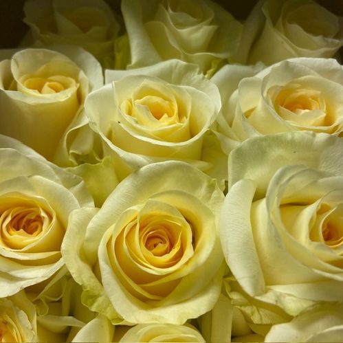 ROS CREME DE LA CREME 50CM