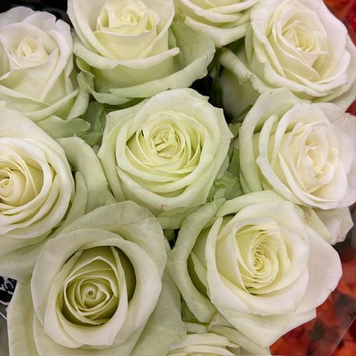 ROS NOELL LIME 60CM