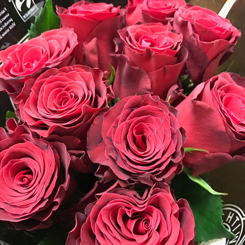 ROS RHODOS RÖD 70CM KE