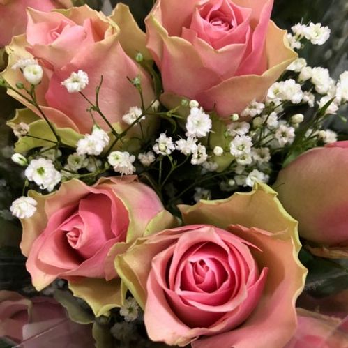ROS 5-P ROSA M GYPS