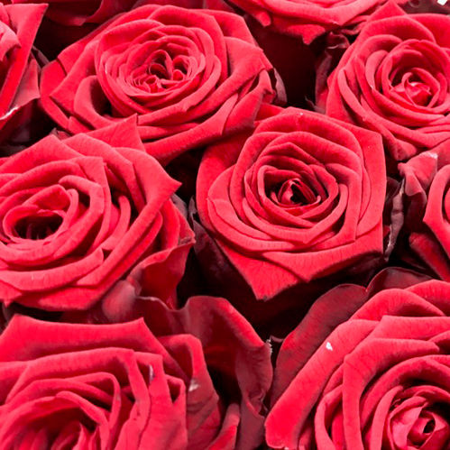 ROS RED NAOMI 40CM