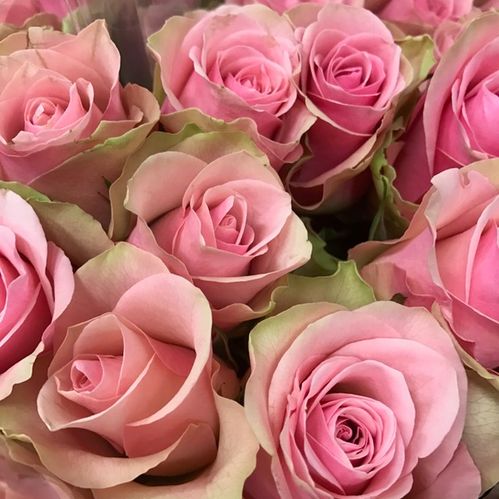 ROS 10-P BELLAROSE ROSA