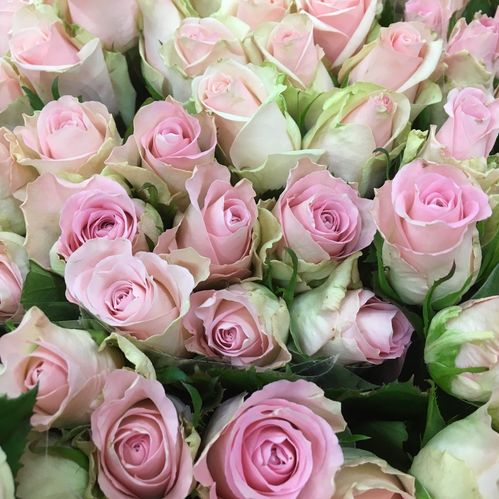 ROS 10-P BISOU ROSA