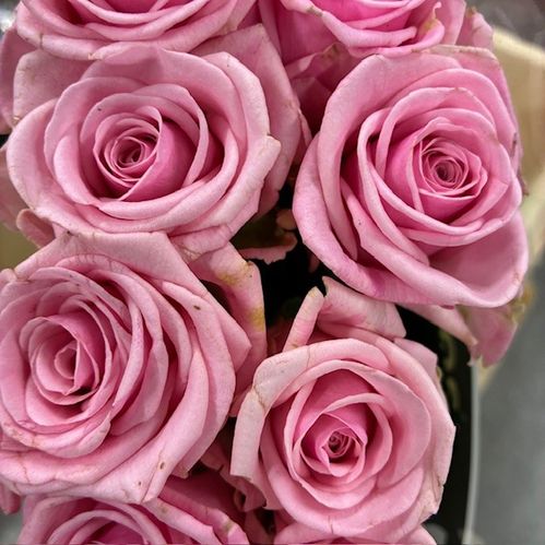 ROS 10-P HEAVEN  ROSA
