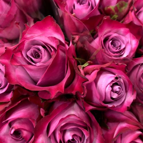 ROS 10-P DEEP PURPLE LILA 40CM KE