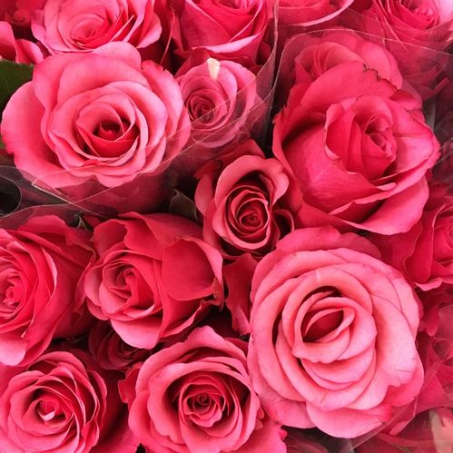 ROS 10-P CERISE