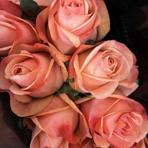 ROS 10-P EMOTION ROSA 40CM KE