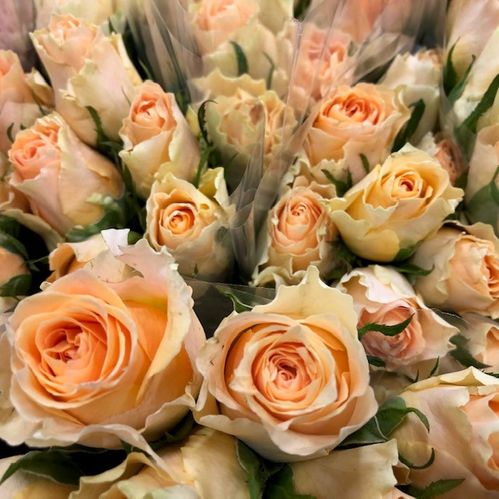 ROS 10-P LOVELY PEACH