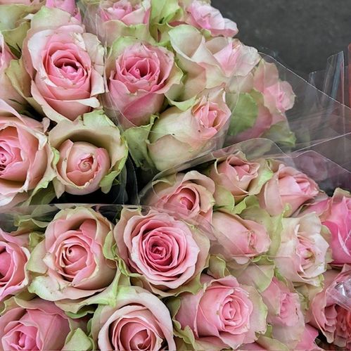 ROS 9-P KVAL1 M-ROSA x7
