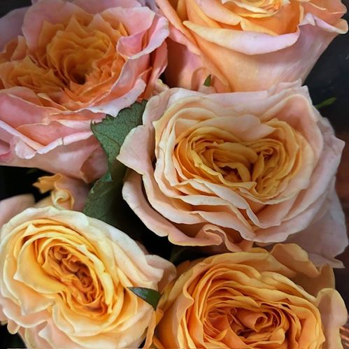ROS 10-P MISS PEACH 40CM