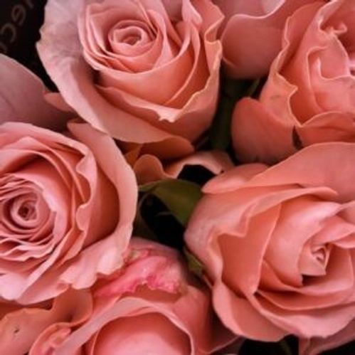 ROS 10-P BE SWEET ROSA 40CM
