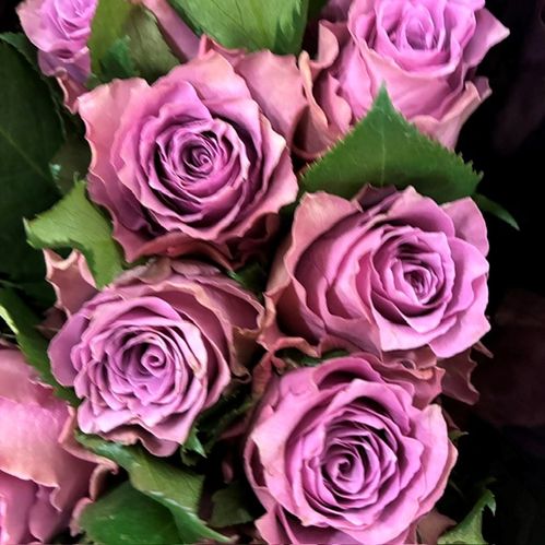 ROS 10-P PURPLE HEATHER LILA