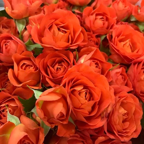 ROS KVIST BABE ORANGE