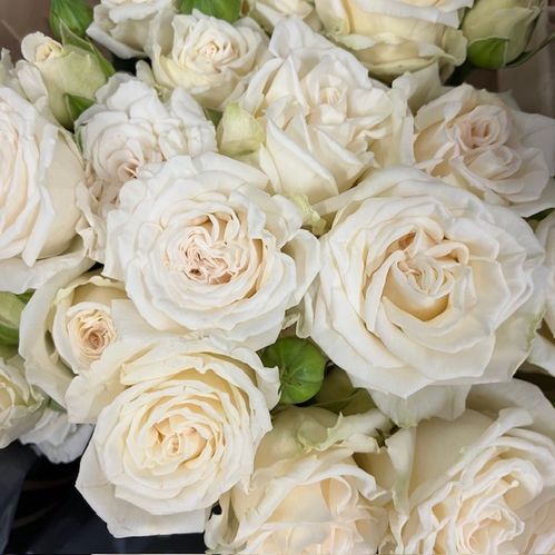 ROS KVIST BRIDAL FLOW VIT 50CM