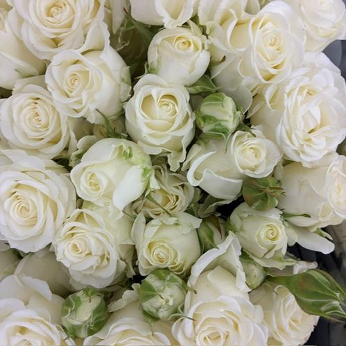 ROS KVIST WEDDING PARTY VIT