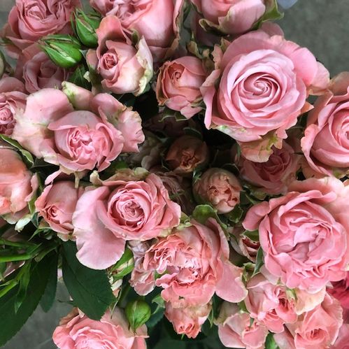 ROS KVIST MADAME BOMBASTIC LJUSROSA