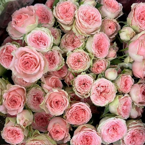 ROS KVIST FANCY ROSA