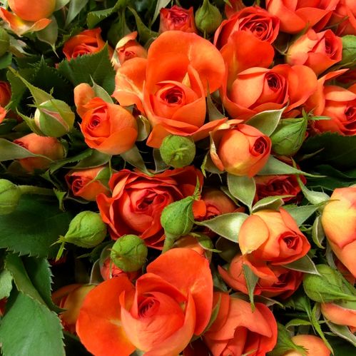 ROS KVIST ORANGE