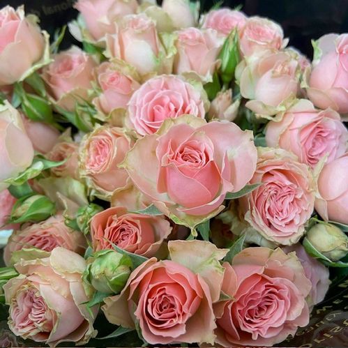 ROS KVIST BABY FOLLIES ROSA