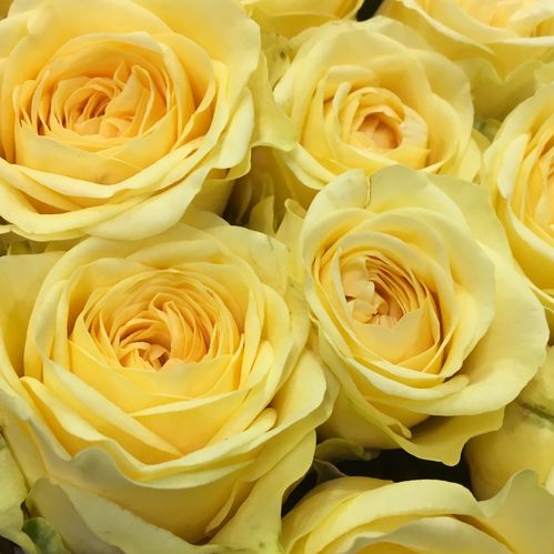ROS BUTTERCUP LJUSGUL 60CM