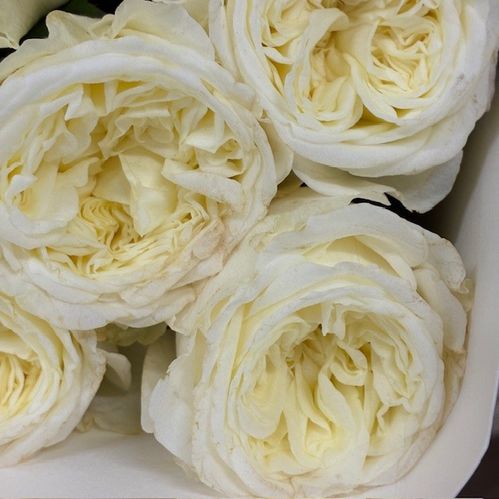ROS GARDEN PARADISE WHITE