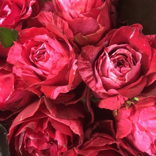 ROS FROU FROU RÖD/ROSA UHURU 60CM