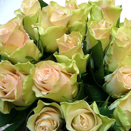 ROS LABELLE 50CM ROSA