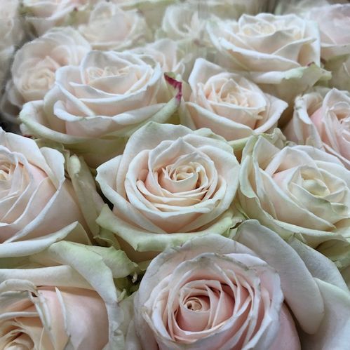 ROS LOVELY AVALANCHE CREME 60CM